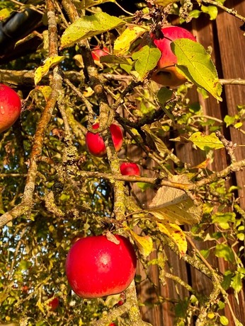 Morgensonne auf roten Äpfeln am Baum 