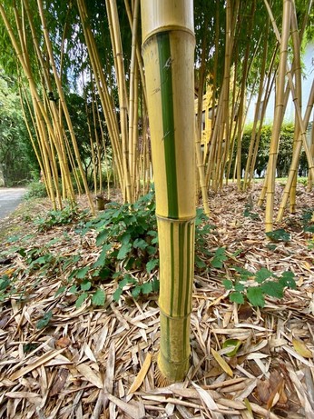 golden gelber Bambushalm mit unterschiedlich breiten grünen Streifen drin