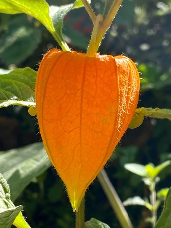 eine Lampionblume noch geschlossen und spitz in leuchtend orange von der Sonne beleuchtet 
