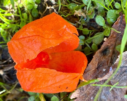 eine rote Kirsche in der am Boden liegenden geöffneten leuchtend orangen Blüte einer Lampionblume 