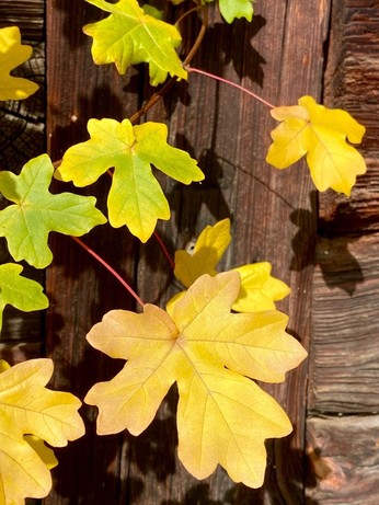vor einer Holzwand sind grüne und gelblich verfärbte Blätter 