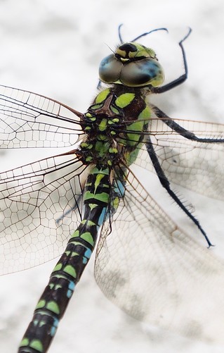 eine blaugrüne Libelle vor weißem Hintergrund. Die Augen und die Flügelbefestigung sind deutlich erkennbar 