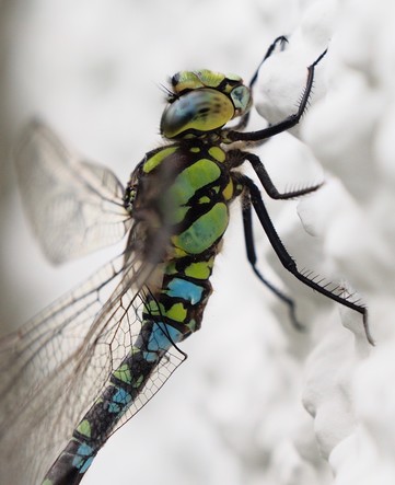 Seitenansicht des Vorderteils einer blaugrünen Libelle vor weißem Hintergrund 