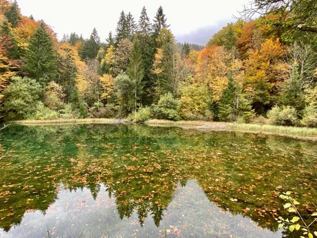 in einem ruhigen See mit vielen Blättern drauf spiegeln sich die umstehenden Bäume. Grauer Himmel 