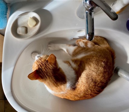 eine rotweiße Katze liegt in einem weißen Waschbecken 