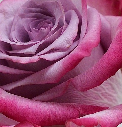 eine rosa Rosenblüte