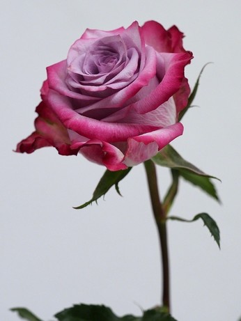 eine Rose vor weißem Hintergrund 