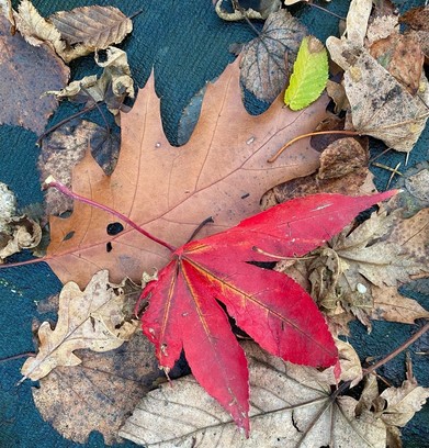 mehrere bräunliche trockene Blätter und ein leuchtend rotes und ein kleines grünes Blatt liegen am Boden 