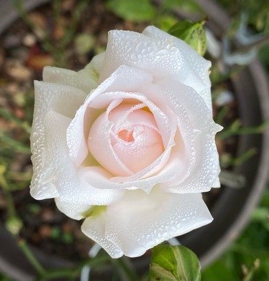 eine weiße leicht geöffnete Rosenblüte, an der Tropfen zu erkennen sind 