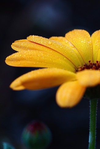 Seitenansicht einer orangen Ringelblumenblüte mit Tropfen drauf. Von der Blüte ist nur ein Teil zu sehen und etwas grüner Stengel am rechten Rand