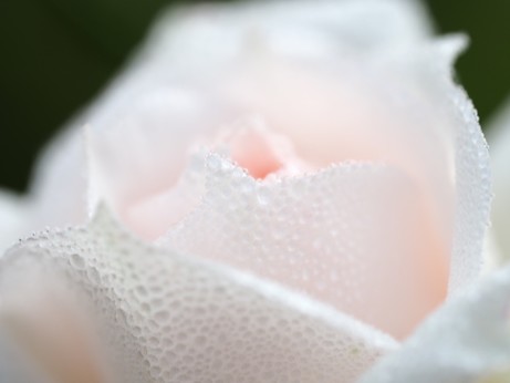 Nahaufnahme des Zentrums einer weißen Rosenblüte mit Tropfen 