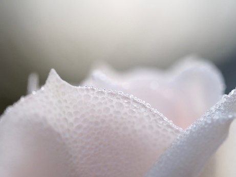 Seitenansicht eines weißen Blütenblattes einer Rosenblüte mit Tropfen drauf 