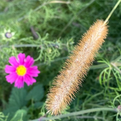 eine Grashalm mit Blüte ragt von rechts oben diagonal ins Bild. an der linken Seite ist im Hintergrund eine pinke Blüte unscharf 