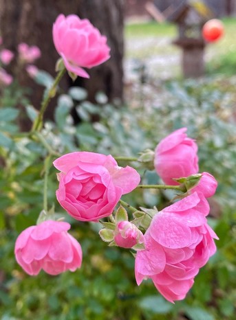 mehrere kleine rosa Blüten sind offen und blühen 