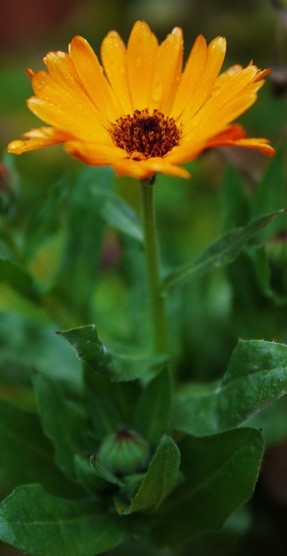 eine orange blühende Ringelblume mit offener Blüte und einer Knospe unten nsaftig grüne Blätter 