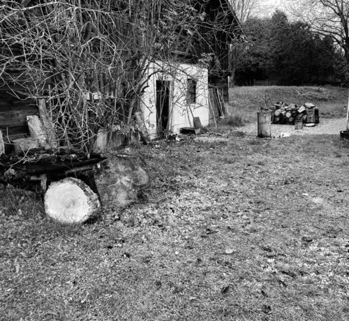 ein Scharzweißfoto mit Platz vor den Holunderbüschen und weiter hinten einem Holzstapelnlinks eine Scheune 