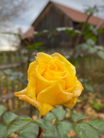 eine gelbe aufgeblühte Rose in einem Garten und im Hintergrund unsere große Holzscheune 
