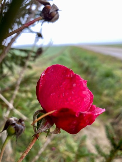 eine rote Rosenblüte mit Tropfen vor Landschaft mit grauem Himmel 