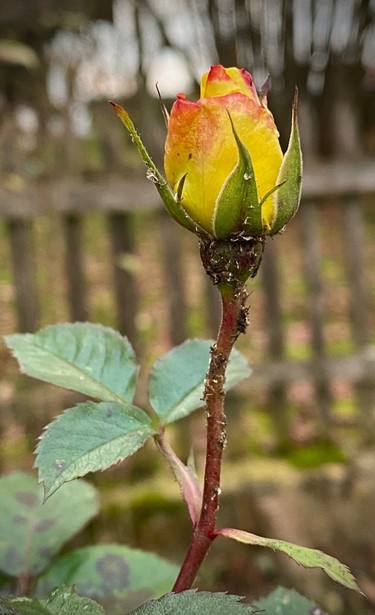 eine gelbrote noch geschlossene Rosenknospe mit grünen Blättern am Stiel 
