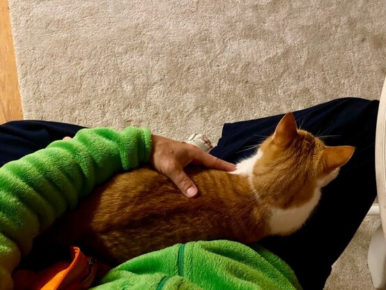 eine rotweiße Katze liegt auf untergeschlagenen Beinen und eine Hand hält sie fest 