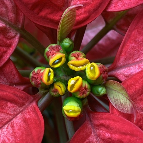 Blüten, die am Rand ein gelbe leicht geöffnete Lippen haben und dann in rot und grün übergehen. 6 kleine dieser Blüten sind von roten Hochblättern umgeben