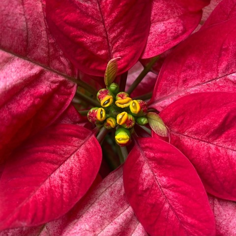 die roten Hochblättern eines Weihnachtssterns mit in der Mitte den kleinen gelbroten Blüten 