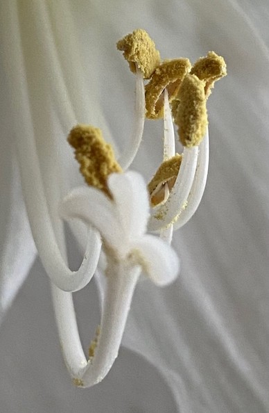 Die Staubgefäße einer weißen Amaryllisblüte