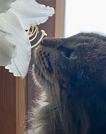 ein getigerter Kater schnuppert vorsichtig an einer Amaryllisblüte