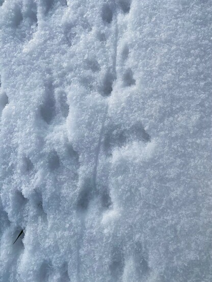 Abdrücke von kleinen Füßchen im Schnee und dazwischen eine glatte lange Linie 