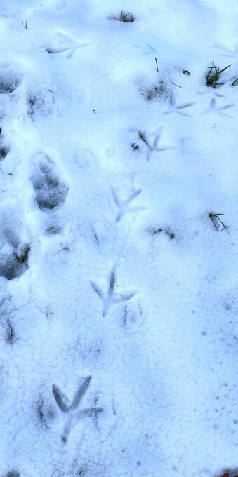 Im Schnee mehrere große Abdrücke der Füße eines Reihers. 