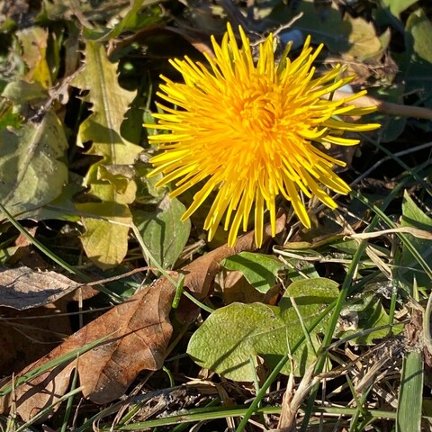 Eine geöffnete gelbe Blüte vom Löwenzahn mit einem Teil eines braunen Blattes im Vordergrund 