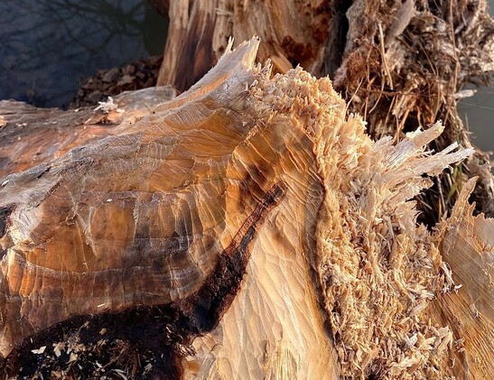 ein Baumstumpf, der vom Biber so lange angebissen wurde, dass der Baum umgefallen ist 