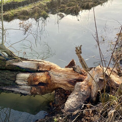 Ein vom Biber gefällter Baum liegt knapp über dem Wasser 