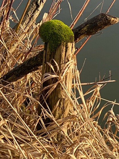 eine grüne Haube aus Moos sitzt auf dem kurzen Rest eines Baumstammsndrum herum hellbraunes Schilf und Grasndahinter dunkles Wasser 
