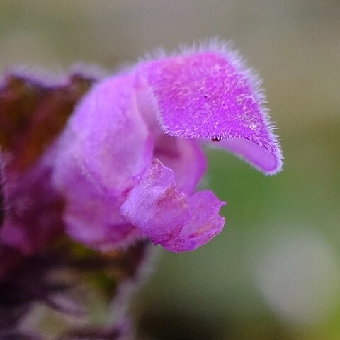 Detailaufnahme einer pinken Blüte einer Taubnessel mit kleinen Härchen drauf