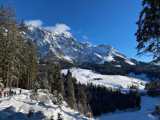 Ausblick über grüne Nadelbäume auf eine verschneite Fläche vor einem Bergzug
