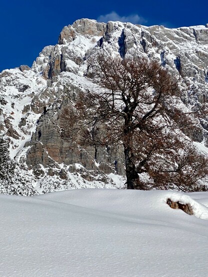 ein einzelstehender dunkelbrauner kahler Laubbaum im Schnee vor verschneiter Felswand 