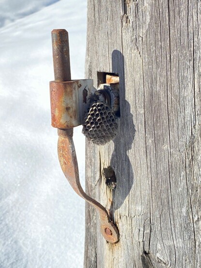 an einer Halterung für ein Weidegatter hängt ein kleines verlassenes graues Wespennest. 