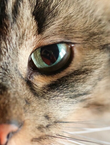 Ausschnitt eines Katzengesichtes eines getigerten Katers. Halbe Nase und Auge und ein paar Schnurrhaare sind zu sehen. nIn der schwarzen Pupille spiegelt sich der Fotograf 
