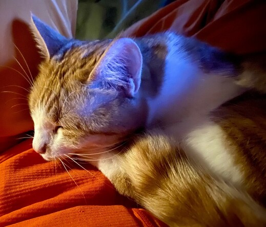 eine zusammen gerollte rotweiße Katze liegt mit geschlossenen Augen auf oranger Jacke und schläft 