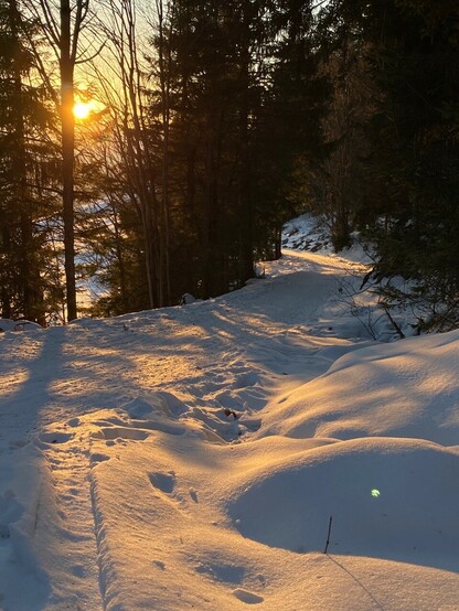 von untergehender Sonne golden beleuchteter Schnee in einem Waldweg