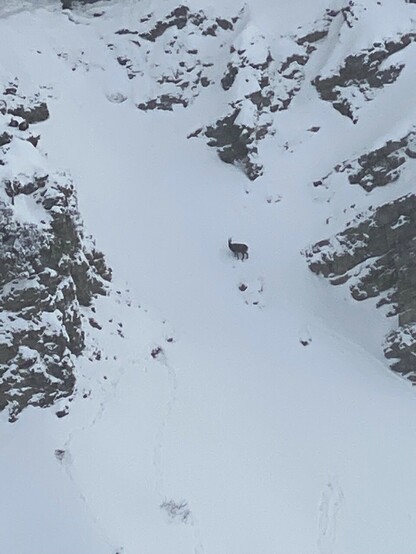 eine Gams steht auf einem eher steilen verschneiten Abhang am Berg und ist nur klein zu erkennen 