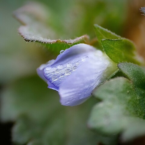 eine kleine hellblaue nicht geöffnete Blüte, auf der ein paar kleine Tropfen zu erkennen sind 