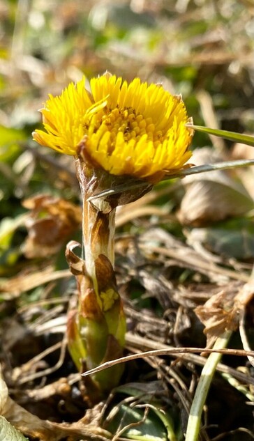 ein kurzer Stengel kommt aus der Erde und keine Blätter außenrum, aber eine gelbe Blüte oben drauf 