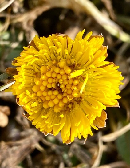die gelbe Blüte vom Huflattich direkt von oben fotografiert 