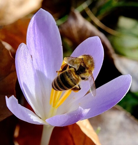 eine Wildbiene sitzt in der helllila geöffneten Krokusblüte an den Staubgefäßen 