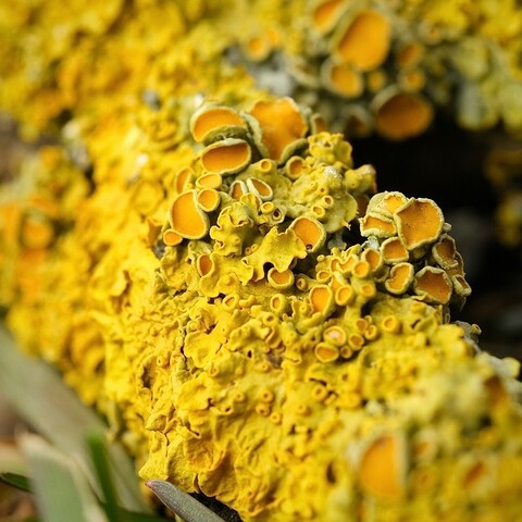 eine Großaufnahme einer gelben Flechte mit den vielen verschiedenen Entwicklungsstadien von Pilz und Alge. Kleine Trichter, große Köpfe, flache Stellen 
