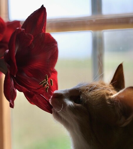 eine rotweiße Katze schnuppert vorsichtig an der großen Amaryllisblüte 