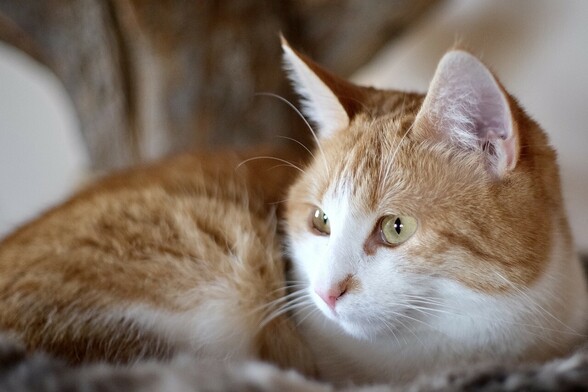 eine rotweiße Katze liegt in einem Körbchen und schaut am Fotografen vorbei 