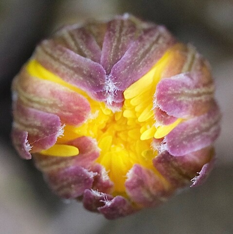 Großaufnahme einer noch geschlossenen Blüte vom Huflattich. Außen rötliche Hüllblätter und gelbes Innenleben 